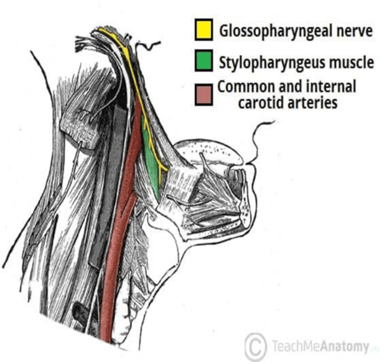 <p>Stylopharyngeus muscle</p>