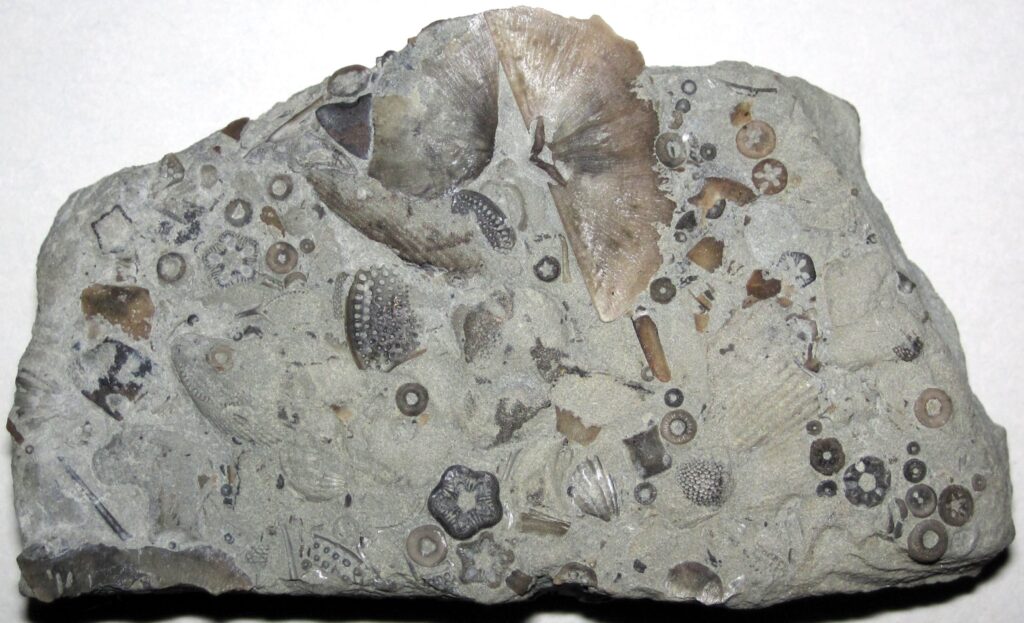 <p>Fossiliferous Limestone</p>