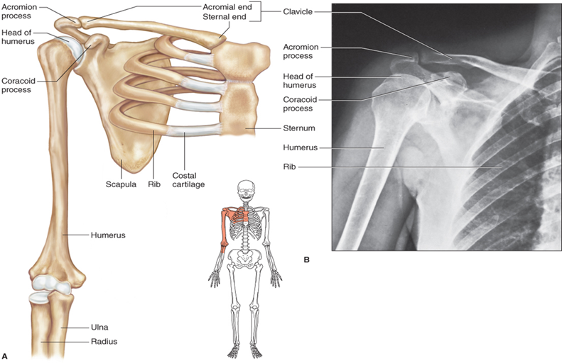 <ul><li><p>the bones of the shoulder</p><ul><li><p>include the</p><ul><li><p>clavicles</p><ul><li><p>the collar bone</p></li><li><p>slender in shape and each articulates (joined) with the sternum and scapula)</p></li></ul></li><li><p>scapulae</p><ul><li><p>The shoulder blades</p></li><li><p>are thin, triangular shaped flat bones located on the dorsal surface of the rib cage.</p></li></ul></li></ul></li></ul></li></ul><p></p><p></p>