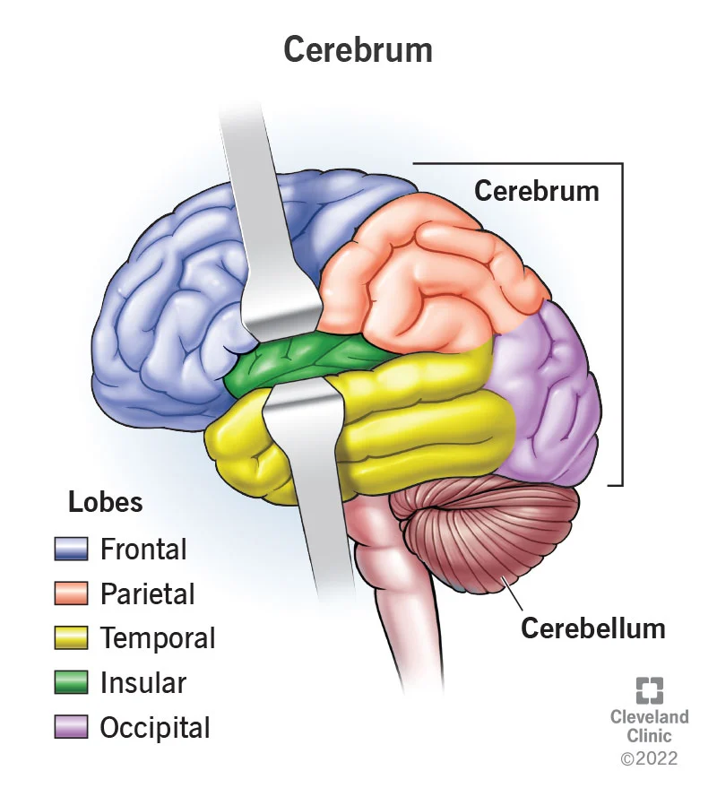 <p>inky large part of the brain (cerebral cortex); includes more than half of the brain’s mass; higher mental function, solving problems</p>