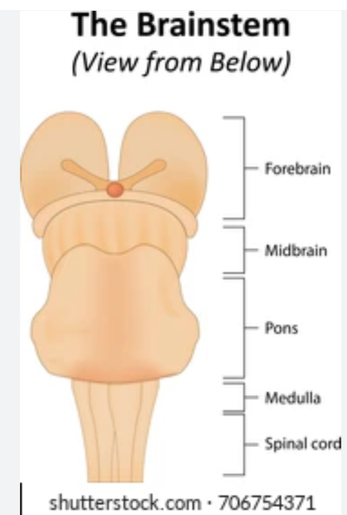 1. Part of brain stem
2. Most caudal part of brain stem
3. Continuous with spinal cord
4. Pyramids carry voluntary motor output from cerebrum to spinal cord
5. Fibers “decussate”/crossover
- Left brain controls right side of body
- Right brain controls left side of body