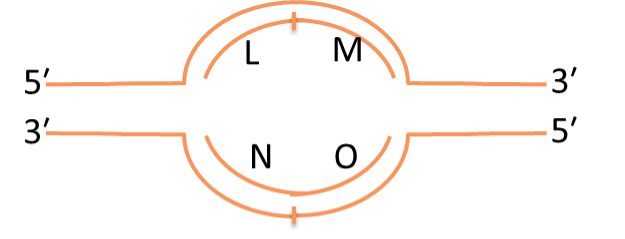 <p><span>Consider the replication bubble diagrammed at the right. Which letters represent places where one could find Okazaki fragment</span></p>