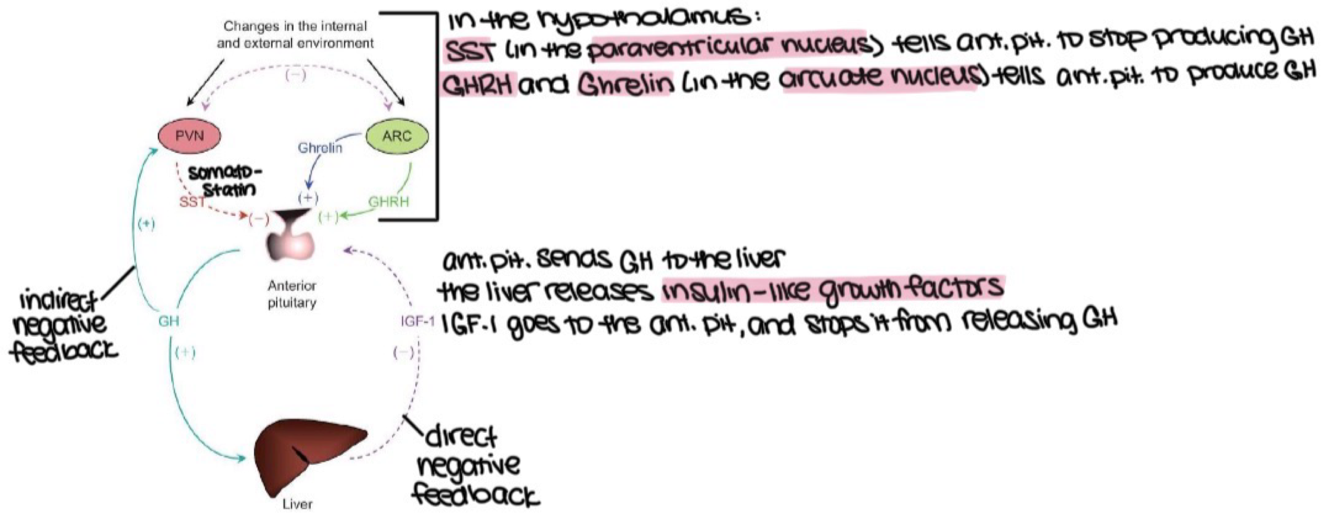 <p>direct negative feedback&nbsp;</p>