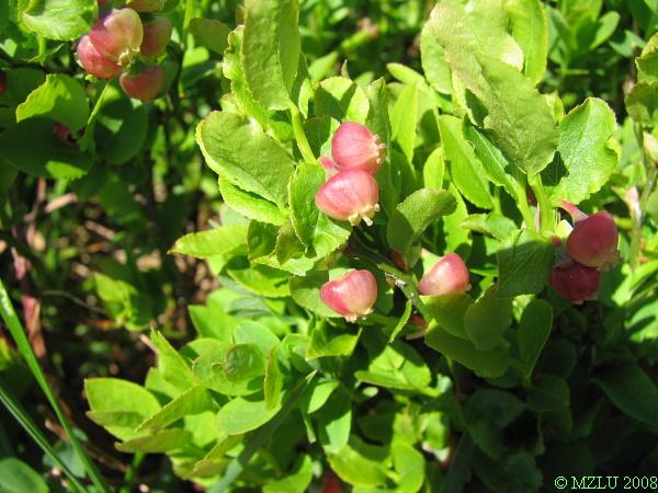 <p><span><em>Vaccinium myrtillus</em></span></p>