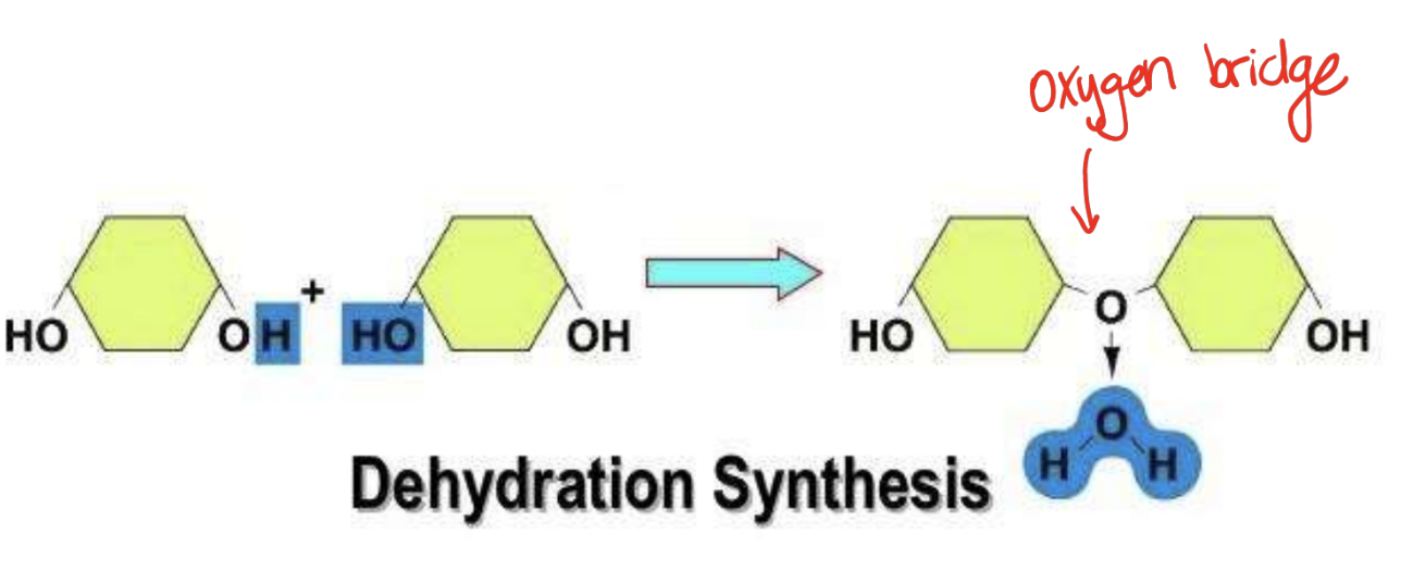 <p>Process that joins monomers to make a chain of monomers called polymers</p><ul><li><p>joins OH- to create an oxygen bridge</p></li></ul><p></p>
