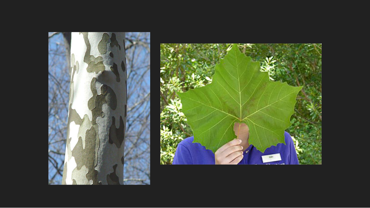 <p>Platanus occidentalis</p><p>Sycamore</p>
