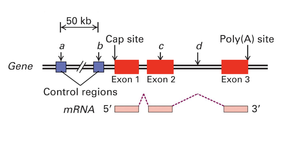 <ul><li><p>the coding region or Open Reading Frame (ORF)</p><ul><li><p>contains codons telling ribosome to start/stop translation — aka protein synthesis</p></li></ul></li></ul><p></p>