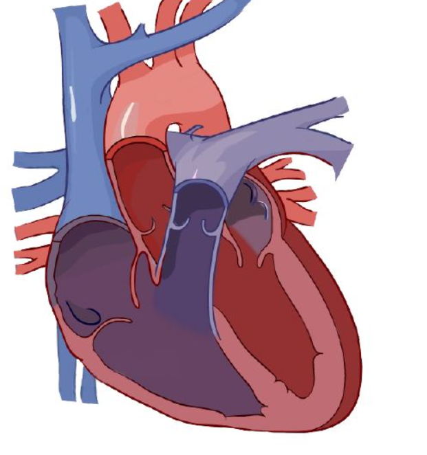 <ul><li><p>Blood enters&nbsp;<span>right atrium</span>&nbsp;via&nbsp;<span>vena cava</span>.</p></li><li><p>Deoxygenated blood passes&nbsp;<span>_____ </span>to&nbsp;<span>right atrium</span></p></li><li><p>Blood exits using tricuspid valve to&nbsp;<span>right ventricle</span>.</p></li><li><p>Exits&nbsp;<span>right ventricle</span>&nbsp;via&nbsp;<span>pulmonary valve</span>.</p></li><li><p>Deoxygenated blood goes to lung via&nbsp;<span style="color: lightblue"><strong>right and left pulmonary arteries</strong></span>.</p></li><li><p>Diffusion happens: carbon dioxide is removed and grabs oxygen.</p></li><li><p>After the lungs, it comes back via the&nbsp;<span>pulmonary veins</span>, entering&nbsp;<span>left atrium</span></p></li><li><p>Enters&nbsp;<span>left ventricle</span>&nbsp;via the&nbsp;<span>bicuspid valve</span>.</p></li><li><p>Oxygenated blood leaves&nbsp;<span>left ventricle</span>&nbsp;thru&nbsp;<span>aortic semilunar valve</span>&nbsp;to organs.</p></li></ul><p></p>