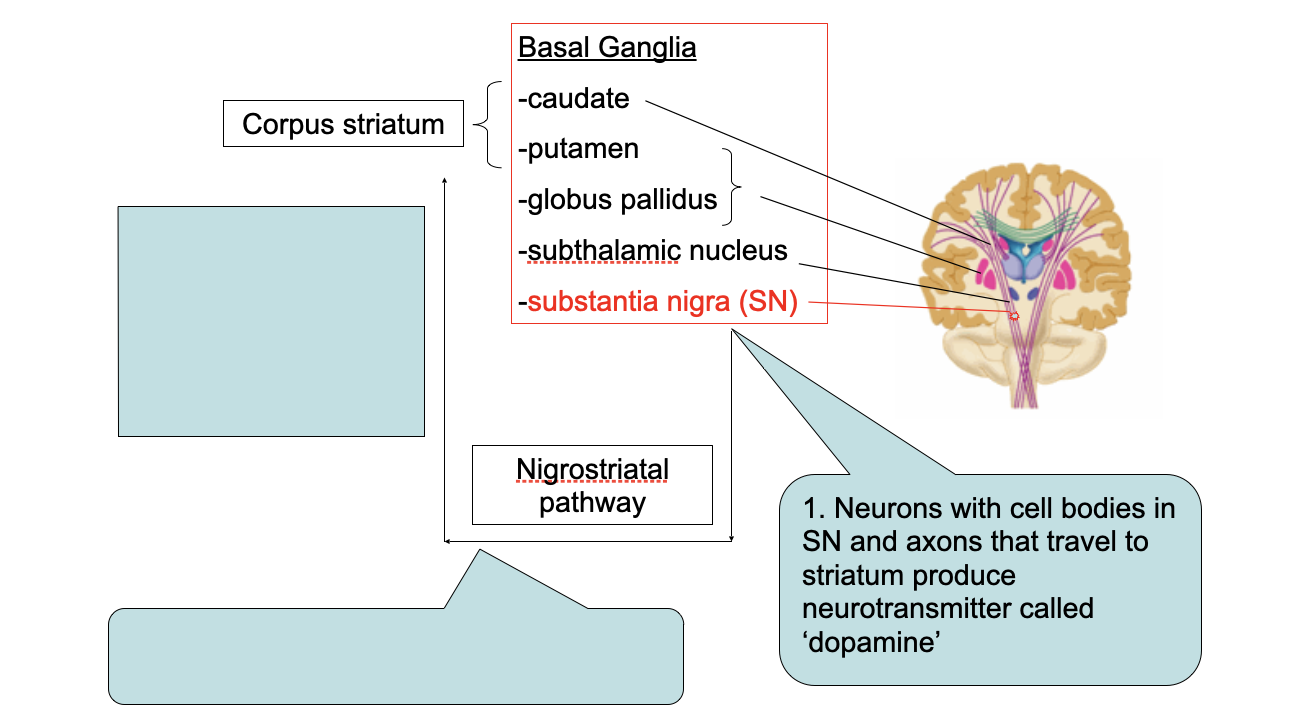 <ol><li><p>Neurons with cell bodies in SN and axons that travel to striatum produce neurotransmitter called ‘dopamine’</p></li><li><p>Dopamine: modulates balance between excitatory &amp; inhibitory neural pathways</p></li><li><p>PD clinical features result from degeneration of Nigrostriatal pathway</p></li></ol>