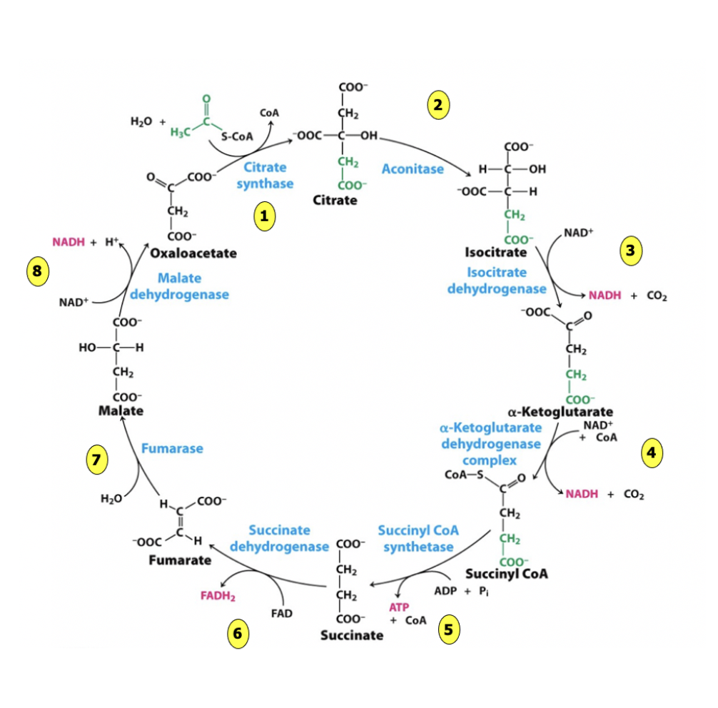 <ol><li><p>enter TCA cycle (oxaloacetate + acetyl coA → citrate): recycles oxaloacetate</p></li><li><p>be used for gluconeogenesis (oxaloacetate → glucose): consumes oxaloacetate, decreasing its concentration</p></li><li><p>be converted to aspartate to convert other amino acids, purines, and pyrimidines</p></li></ol><p></p>