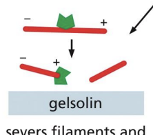 <p>servers filament and binds to plus end </p>