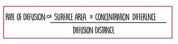 <p>what does Ficks law state ?</p>
