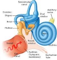 - fluid-filled
- Structure: Cochlea ("snail")
a. oval window
b. round window
c. Basilar Membrane