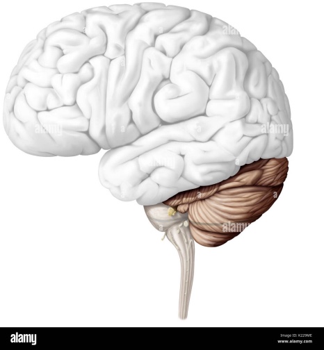 <p>coordination of muscle movements (e.g., posture, balance, and speech)</p>