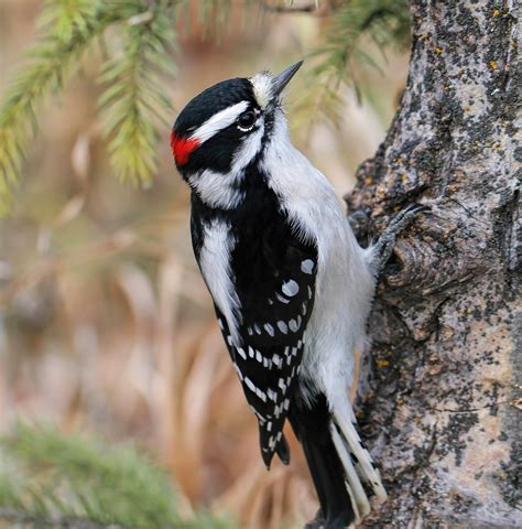 Smallest of type, white banded wings, **speckled, fluffy white breast.** Males and females similar.