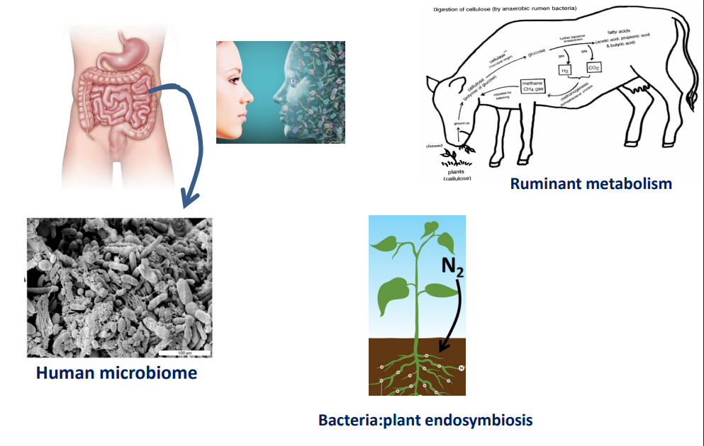 <p>intimate association between host and its endosymbiont(s) growing within it (i.e. ruminant metabolism, human microbiome, bacteria- plant endosymbiosis)</p>
