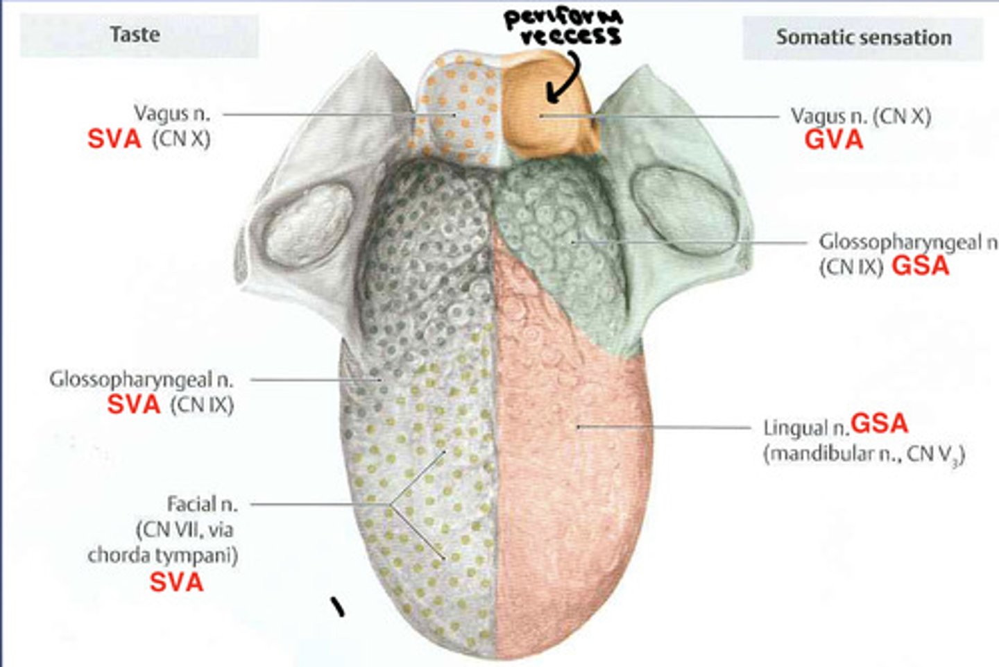 <p>Vagus Nerve (CN X) - GVA</p><p>Glossopharyngeal Nerve (CN IX) - GSA</p><p>Lingual Nerve (CN V3) - GSA</p>