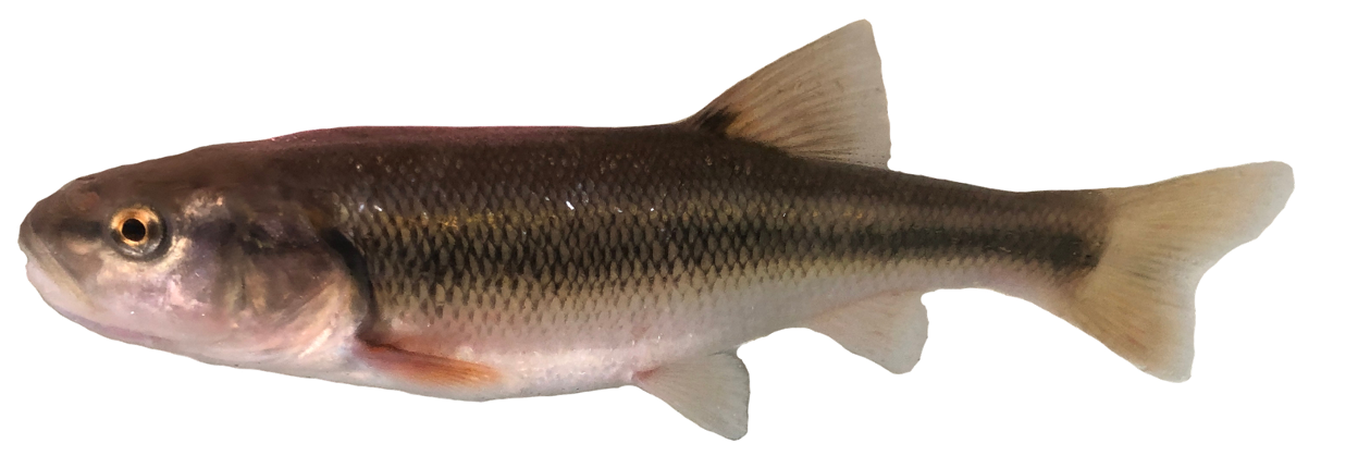 <p><span>-Large terminal mouth</span></p><p style="text-align: left;"><span>-8 anal rays</span></p><p style="text-align: left;"><span>-Diffuse lateral line stripe</span></p>