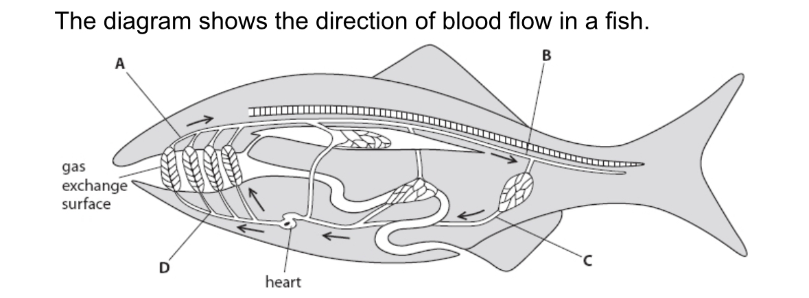 <p>Which labelled part of this circulatory system has the highest blood pressure?</p>