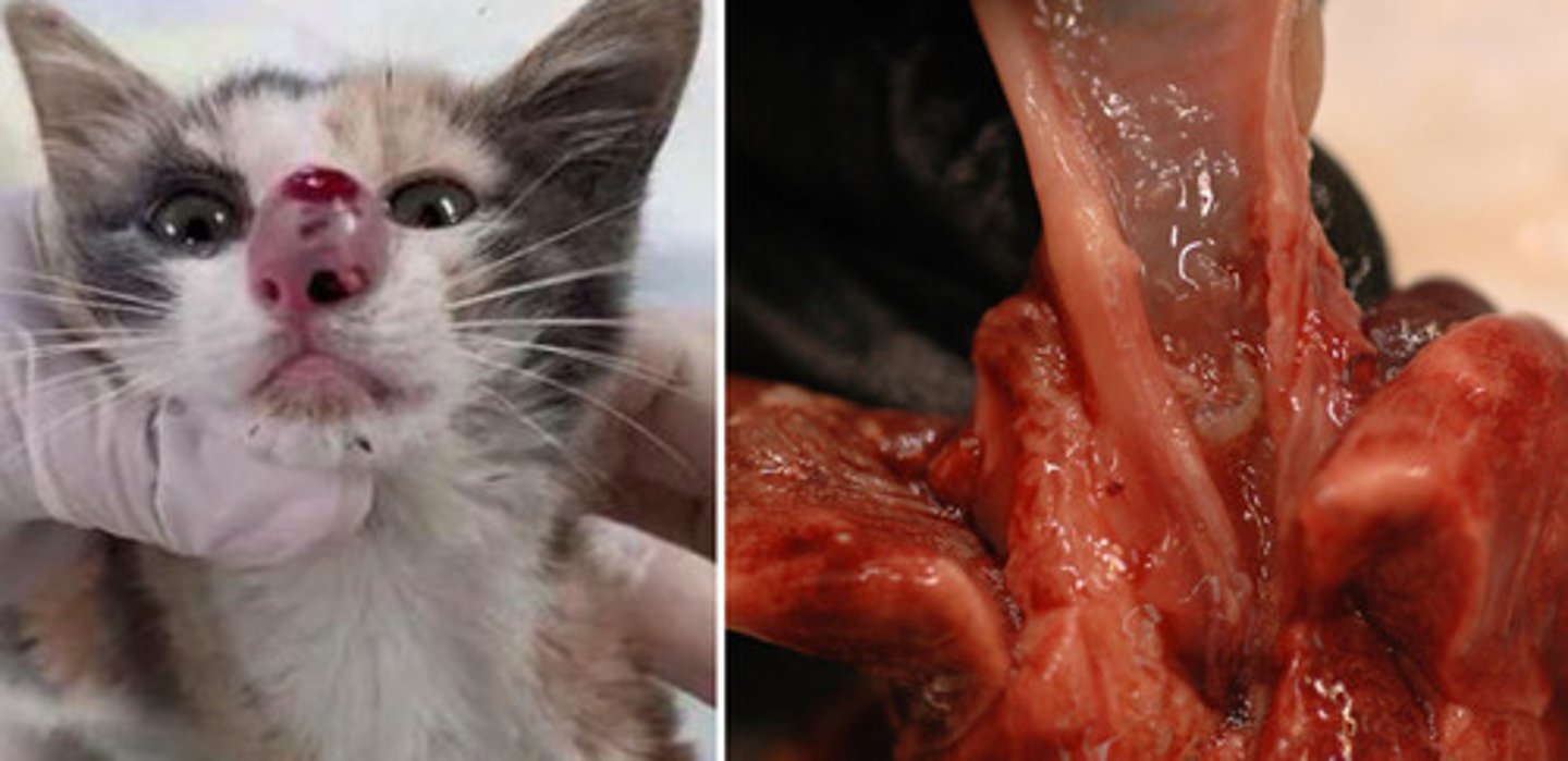 <p>What is cuterebra spp?</p>