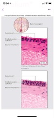 - Multiple layers of cells, apical cells are boxy.
- Protection and Secretion
FOUND- lining of sweat gland duct