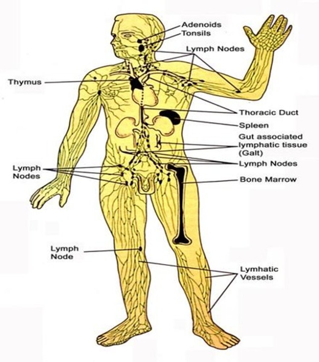 <p>part of the lymphatic system that monitors and produces an immune response against pathogens passing with food through the GI tract</p>