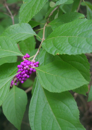 LAMIACEAE = LABIATAE (mint family)
-medium shrub
-simple, opposite arr. 
-attenuated leaf base
-berries clustered around the nodes (light pink, white, magenta)
-woody shrub