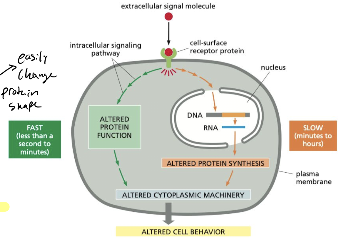<p>If the target proteins have not yet been synthesized, then the cell has to wait for gene expression to build the proteins it needs and shape them, making it slow</p>