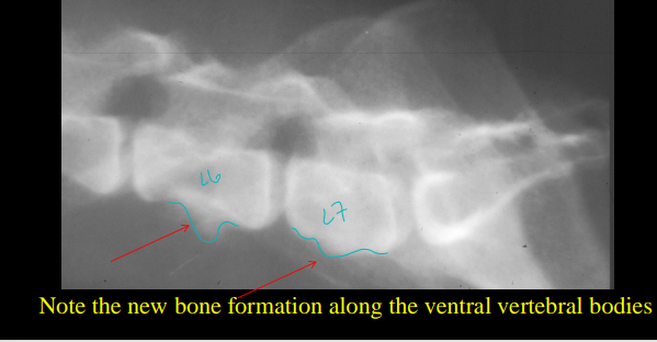 <ul><li><p><strong>Cause</strong></p><ul><li><p><strong>Bacti infection</strong> of <strong>ventral</strong> <strong>vertebral body</strong></p><ul><li><p>staph, strep, e coli, brucella</p></li><li><p>Hematogenous infections</p></li><li><p>can be secondary</p><ul><li><p>septic emboli</p></li></ul></li></ul></li></ul></li><li><p><strong>CS:</strong></p><ul><li><p><strong><u>Middle age to older dogs and cats, &lt;2 years most commonly</u>, <u>back pain</u></strong>, reluctance to move or ambulate, neuro deficits to limbs, fever</p></li></ul></li><li><p><strong>Views</strong></p><ul><li><p>Lateral and VD</p></li></ul></li><li><p><strong>RS</strong></p><ul><li><p>Loss of vertebral body concave margin,<u> </u><strong><u>bony productive lesion on ventral vertebral body</u>, </strong>rough</p></li></ul></li></ul><p></p>