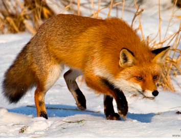 <p><span><span>-</span></span><span style="font-family: "Times New Roman"; line-height: normal; font-size: 7pt;"><span>&nbsp;&nbsp;&nbsp;&nbsp;&nbsp;&nbsp; </span></span><span><em><span>Territorial, Allesfresser, Leben in Familienverbänden</span></em></span></p><p class="MsoListParagraphCxSpLast"><span><span>-</span></span><span style="font-family: "Times New Roman"; line-height: normal; font-size: 7pt;"><span>&nbsp;&nbsp;&nbsp;&nbsp;&nbsp;&nbsp; </span></span><span><em><span>Paarungszeit: Dez – Jan, Wurf nach 50 Tagen mit 3-6 Welpen</span></em></span></p>