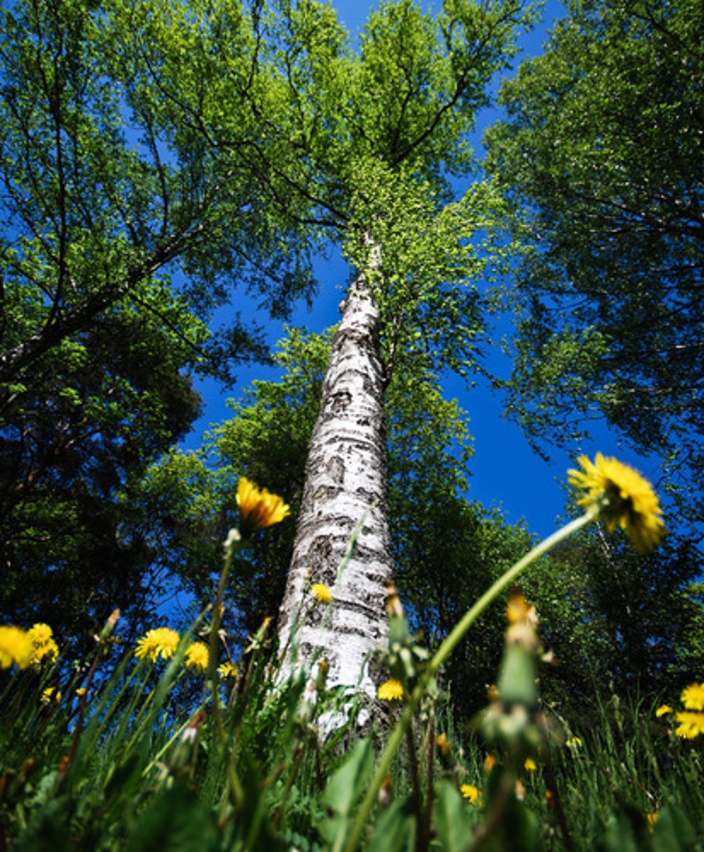 <p>The angle at which a photo is shot. A wide shot shows the overall event or scene, introducing the story. A medium shot brings readers close to the action, telling more of the story. A close-up/detail shot focuses on a single, interesting subject, showing one small element that provides information on the subject matter.</p>