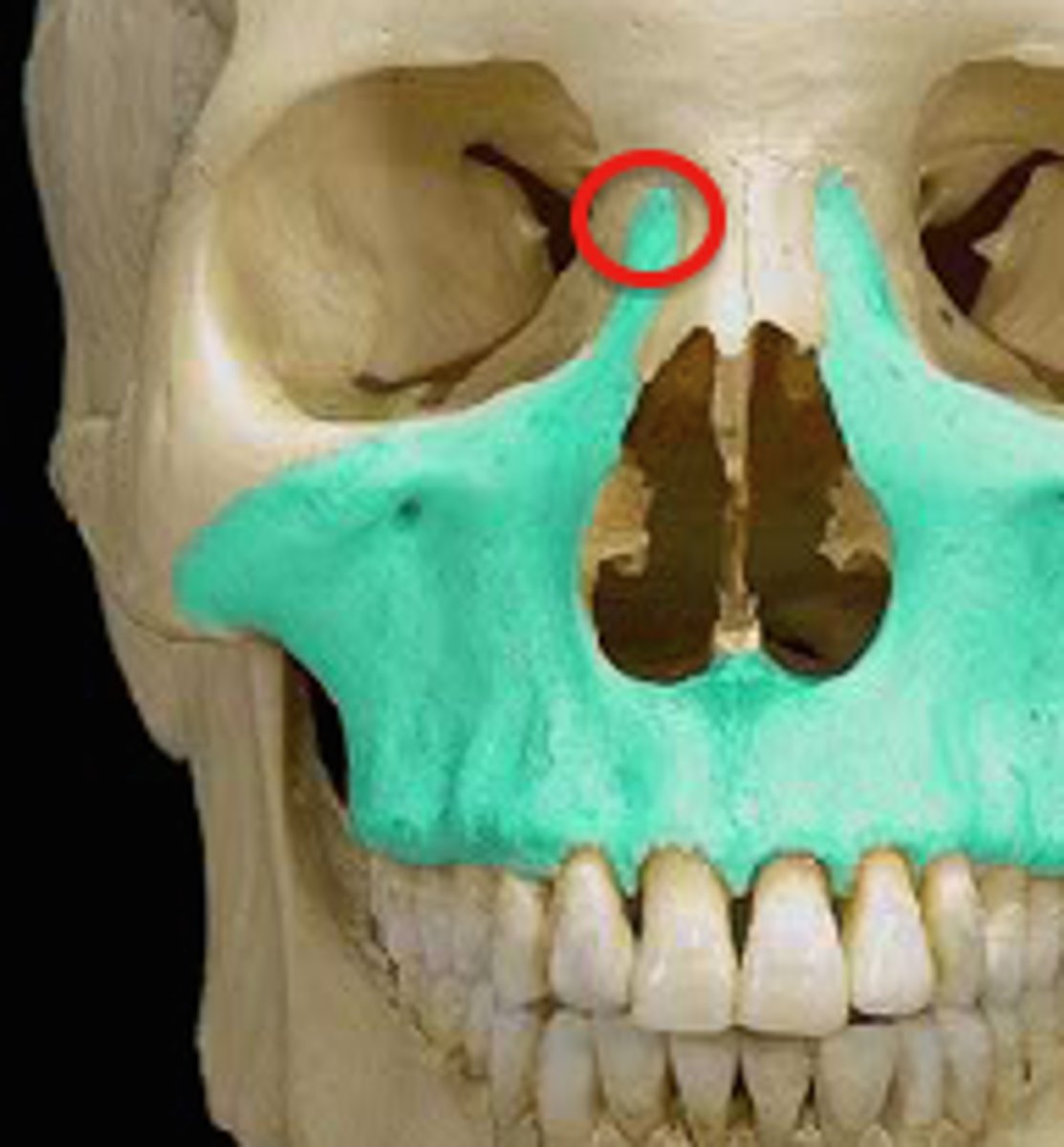 <p>the ascending part of the upper jaw which gradually protrudes as it rises beside the nasal bone to meet the frontal bone</p>