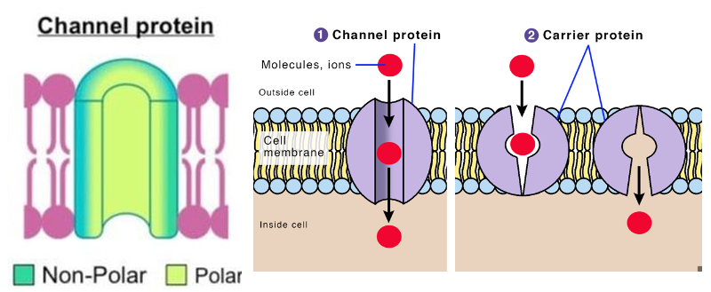 <p><strong>Channel protein </strong>(facilitated diffusion)</p><ul><li><p>create hydrophilic holes to transport molecule, some are “gated” (can open and close)</p></li><li><p>have polar and non-polar parts</p></li><li><p>transport molecules faster</p></li></ul><p><strong>Carrier protein </strong>(facilitated diffusion/pump)</p><ul><li><p>can change shape to move the molecules from one side of the membrane to another</p></li><li><p>transport slower bc have to change shape + “reset” each time</p></li><li><p>ex: glucose carrier, sodium-potassium pump </p></li></ul>