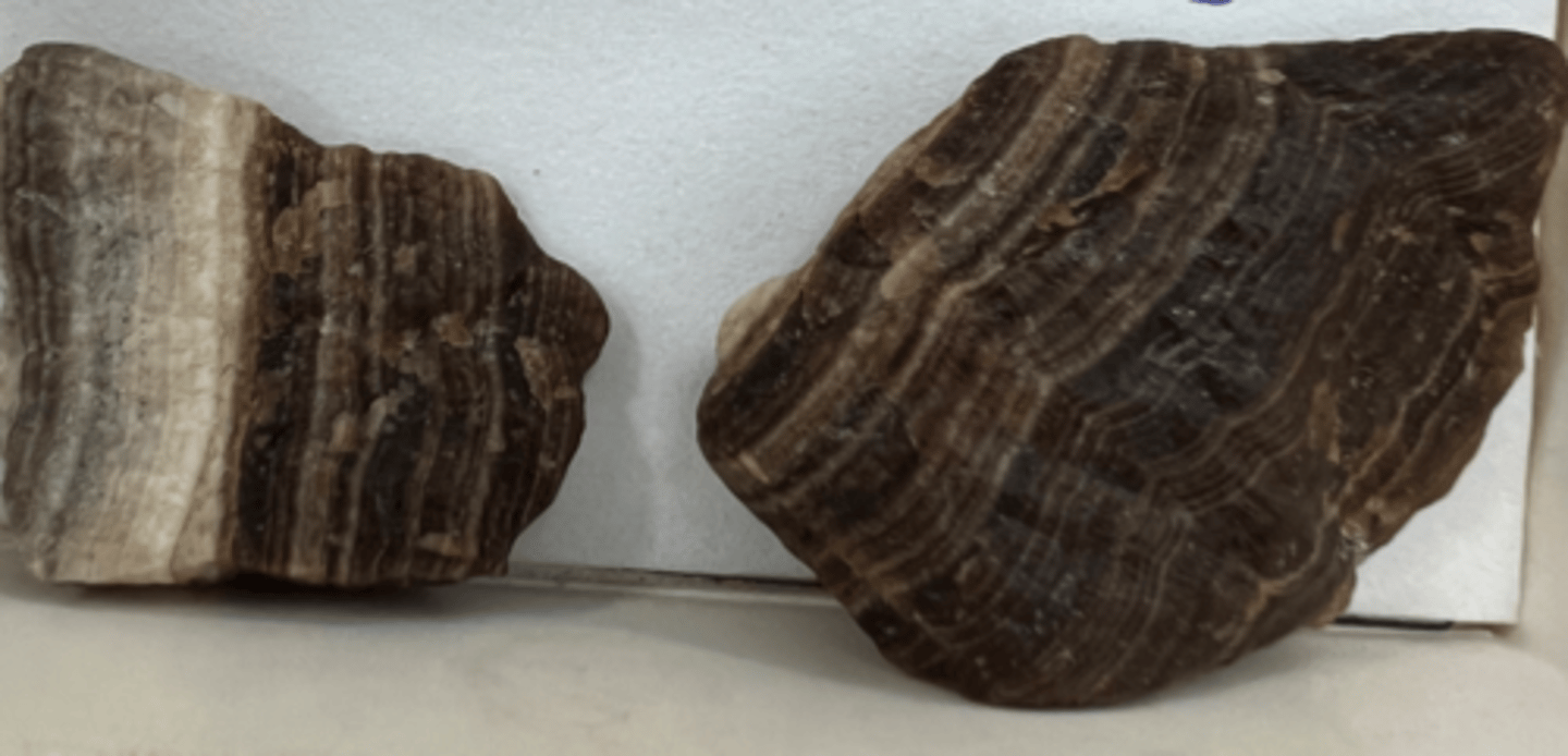 <p>reacts with HCl<br>sedimentary</p>