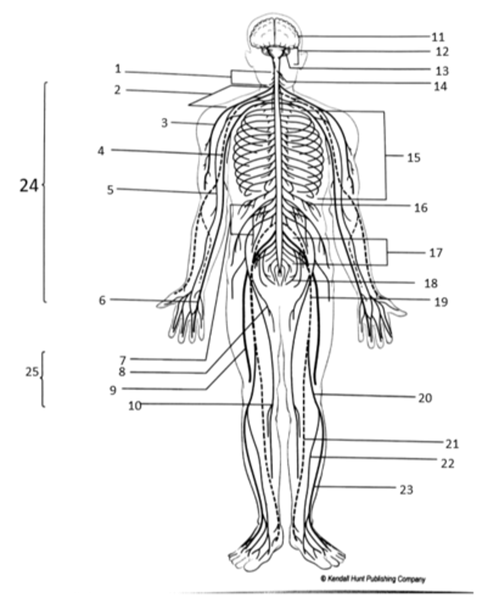 <p>Identify structure #9</p>