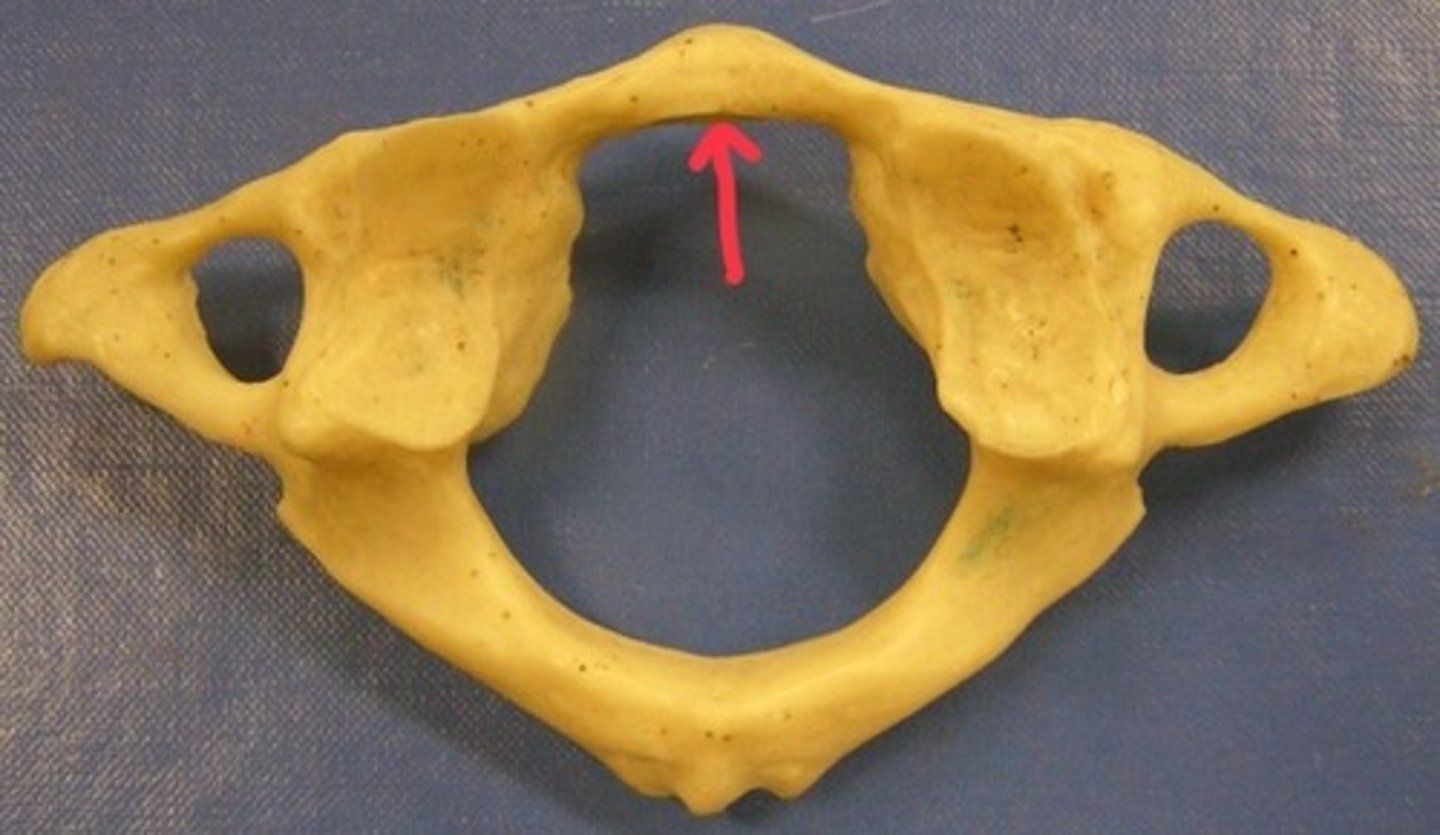 <p>no true body</p>