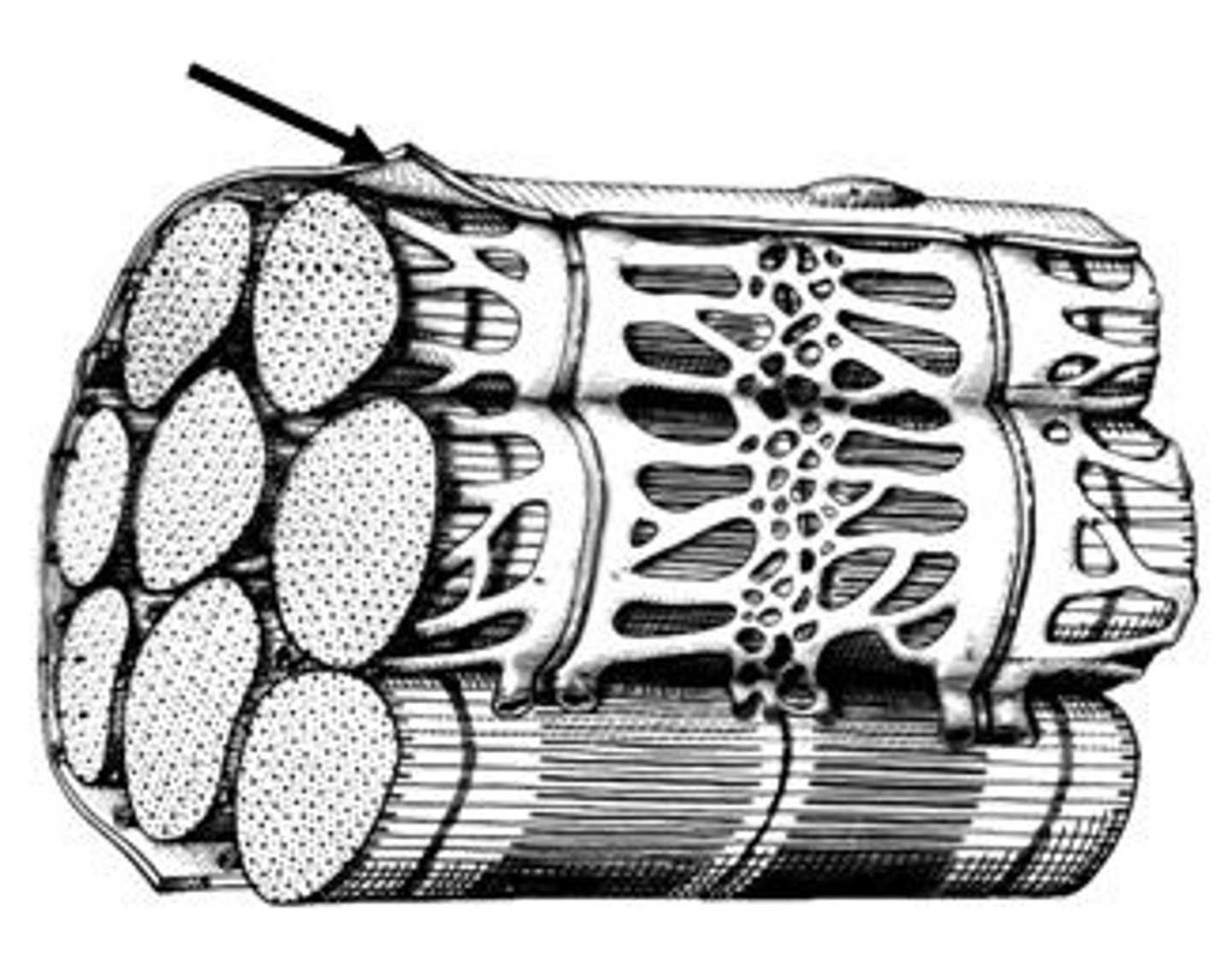 <p>plasma membrane of a muscle fiber</p>