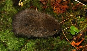 <p>Mammalia, Rodentia, Cricetidae</p><p></p>