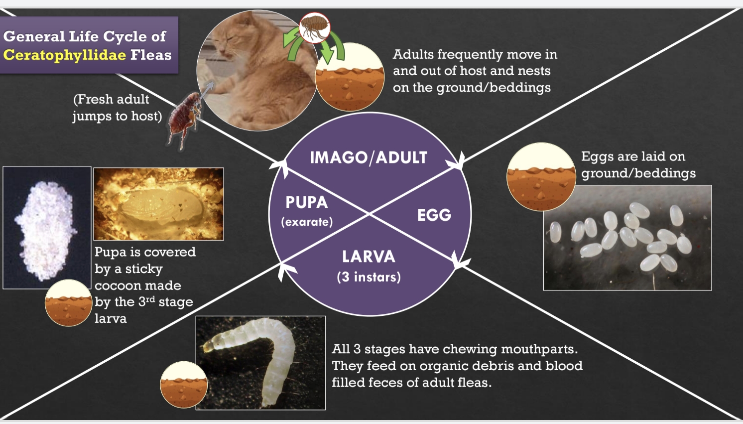 <p>Eggs are laid on nests/beddings/ground, Larvae (3 instars) are maggot-like with chewing mouthparts that feed on blood-filled feces of adult fleas and organic debris, Pupa is an Exarate-type covered by a silk-like cocoon, and Adult females start developing eggs after the 1st blood meal.</p>
