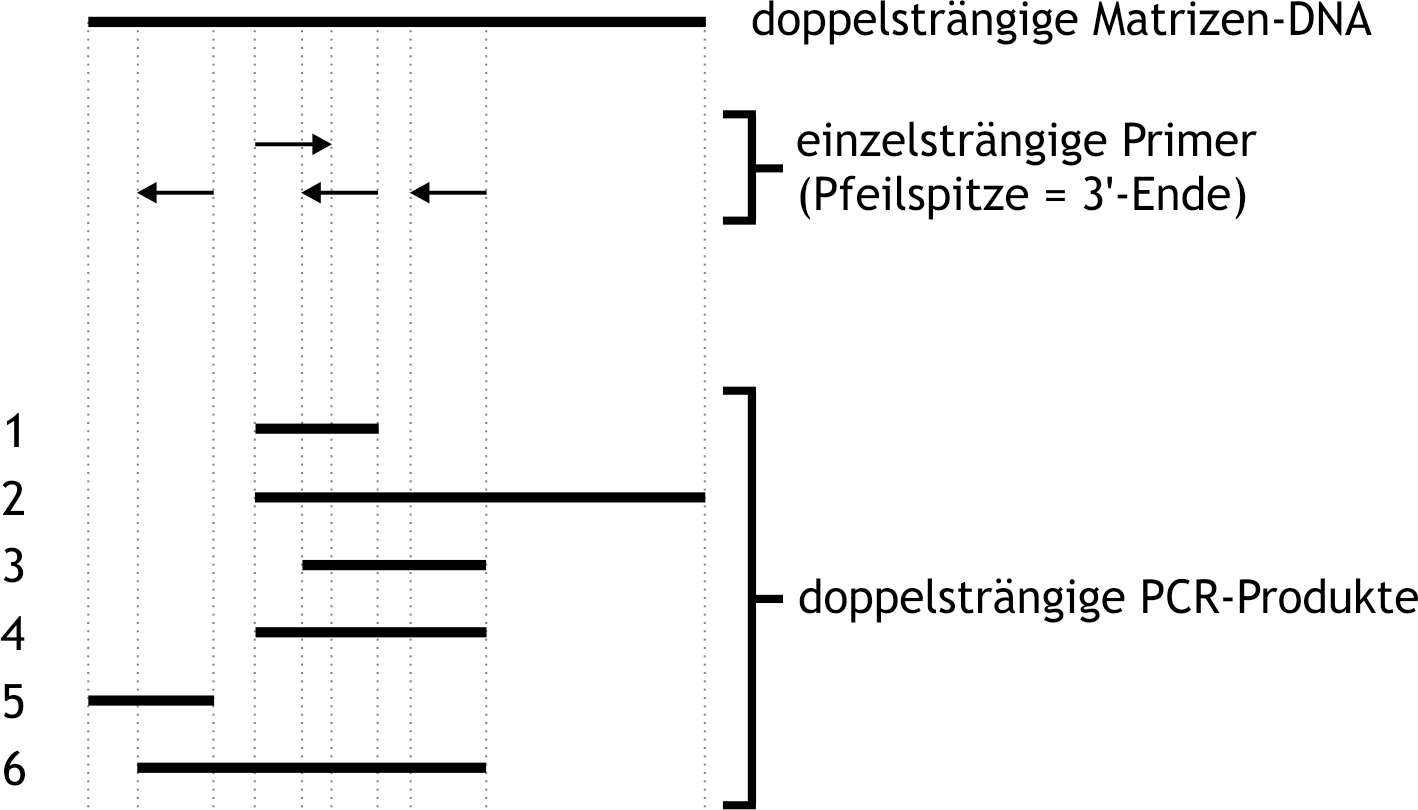 <p>24. A PCR is performed using the sketched template DNA along with all four primers shown. DNA regions depicted on top of each other in the diagram share the same sequence.</p><p>Which DNA products are amplified exponentially?</p><p>A. No. 1 and No. 3</p><p>B. No. 1 and No. 4</p><p>C. No. 2 and No. 4</p><p>D. No. 2 and No. 5</p><p>E. No. 3 and No. 6</p>