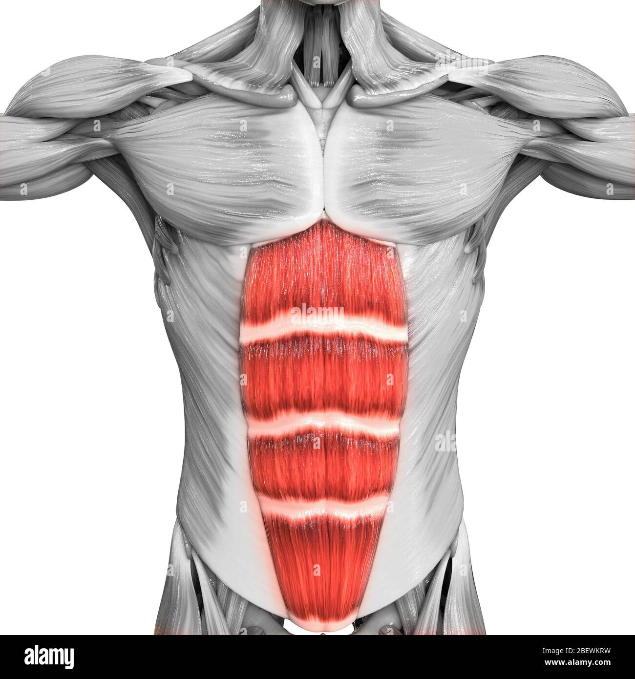 <p><span>Flexes vertebral column (sit-ups).</span></p>