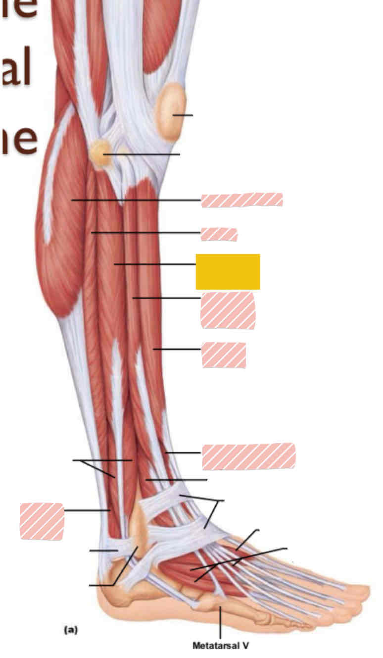 <p><span>Lateral leg (below knee)</span></p>