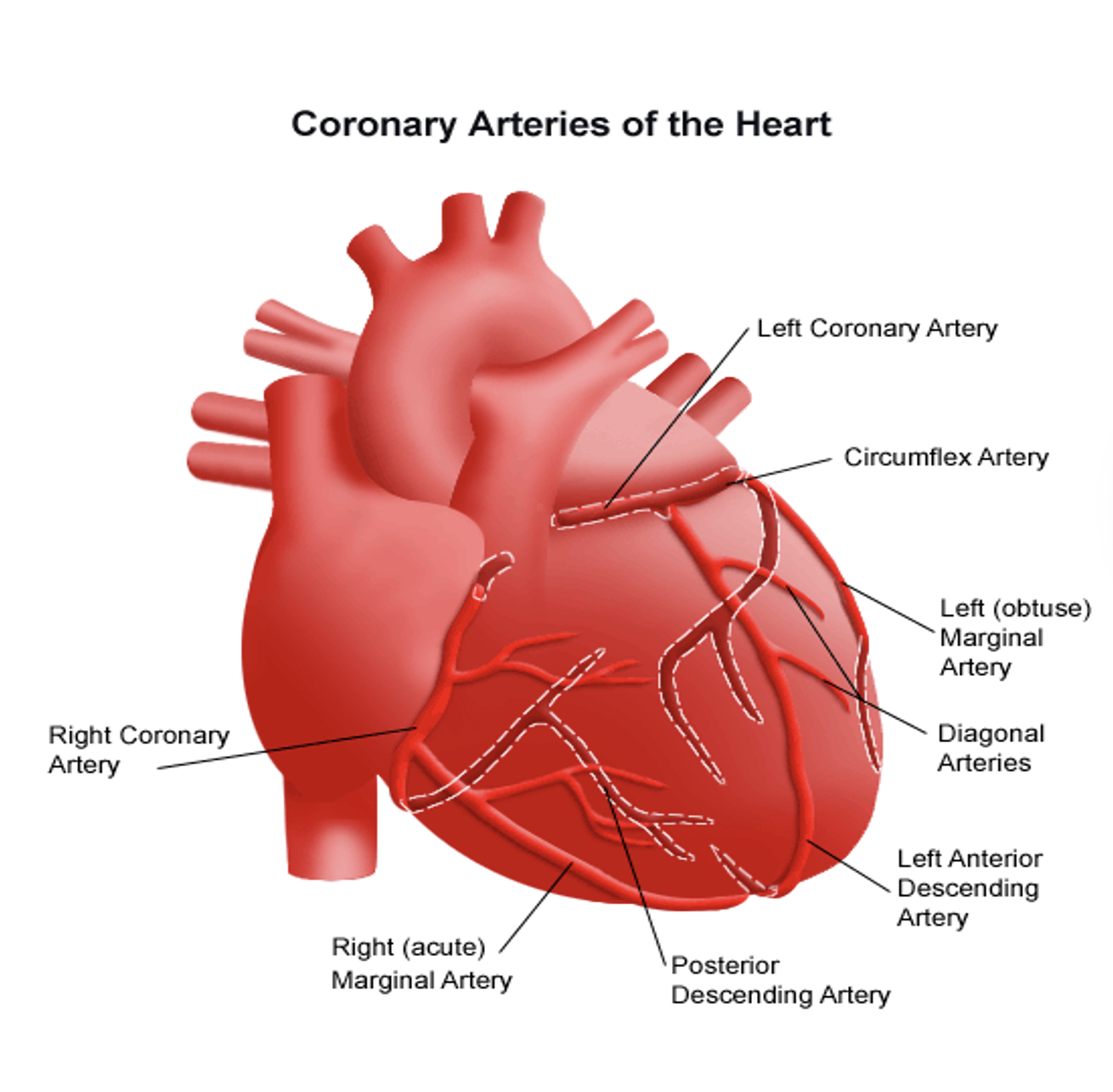 <p>Heart structures - Coronary Arteries</p>