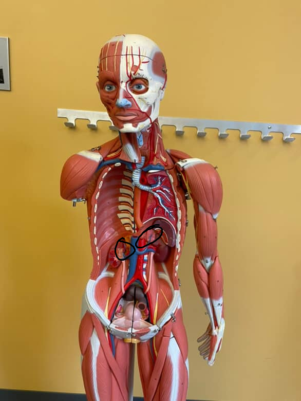 <p>veins that stick into the adrenal glands</p>