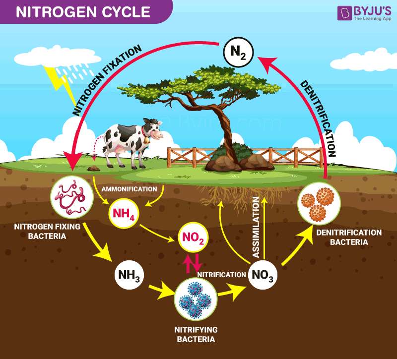 <ul><li><p>main source: N2 in the atmosphere</p></li><li><p>enters through gases from decomposition, exits as plants absorb N2 from the soil, grow, and animals eat those plants</p></li><li><p>nitrogen appears in all of our DNA</p></li></ul><p></p>