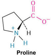 <p>This amino acid is unique <span>due to its cyclic structure that includes the amino nitrogen, restricting flexibility; it's often found in turns and loops of proteins.</span></p>