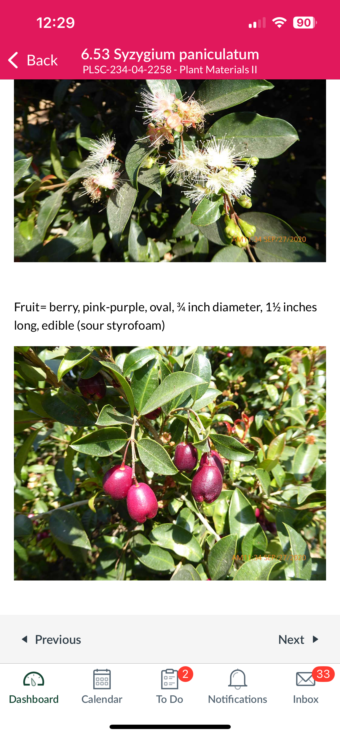 <p>Syzygium paniculatum</p>