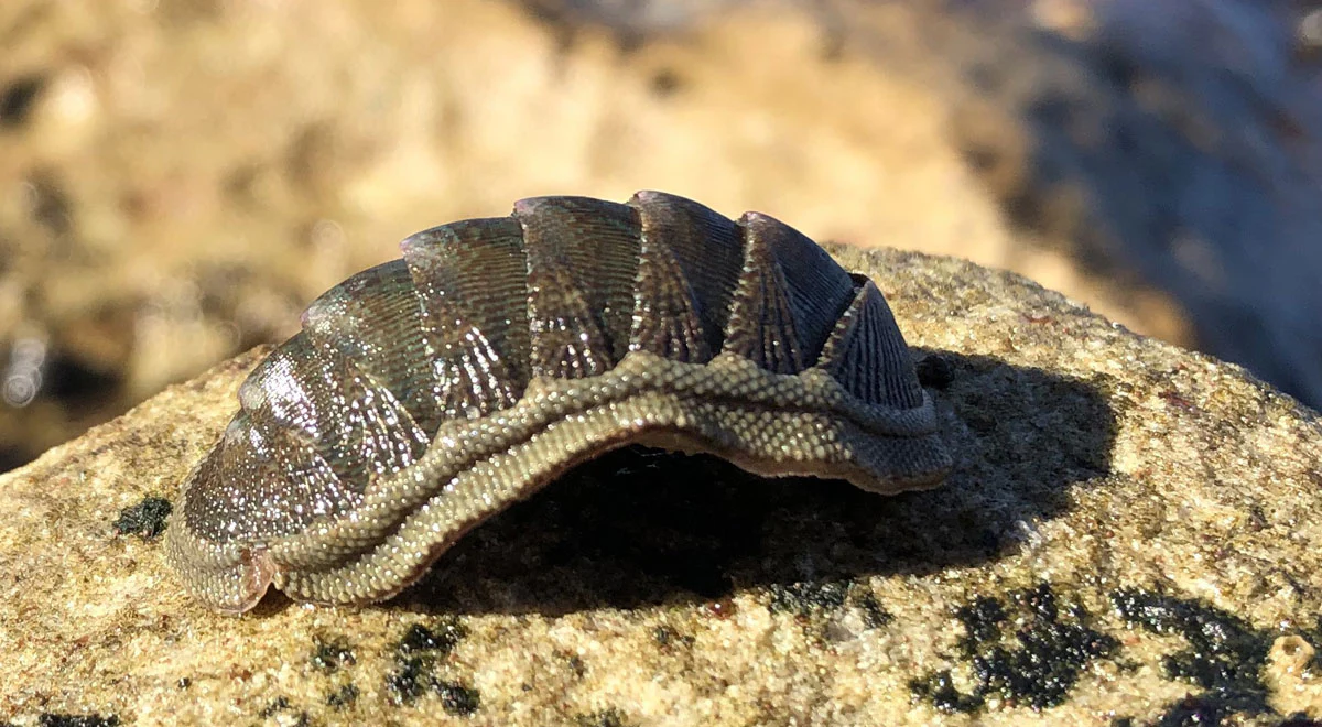 <p>What are the characteristics of chitons' shells?</p>