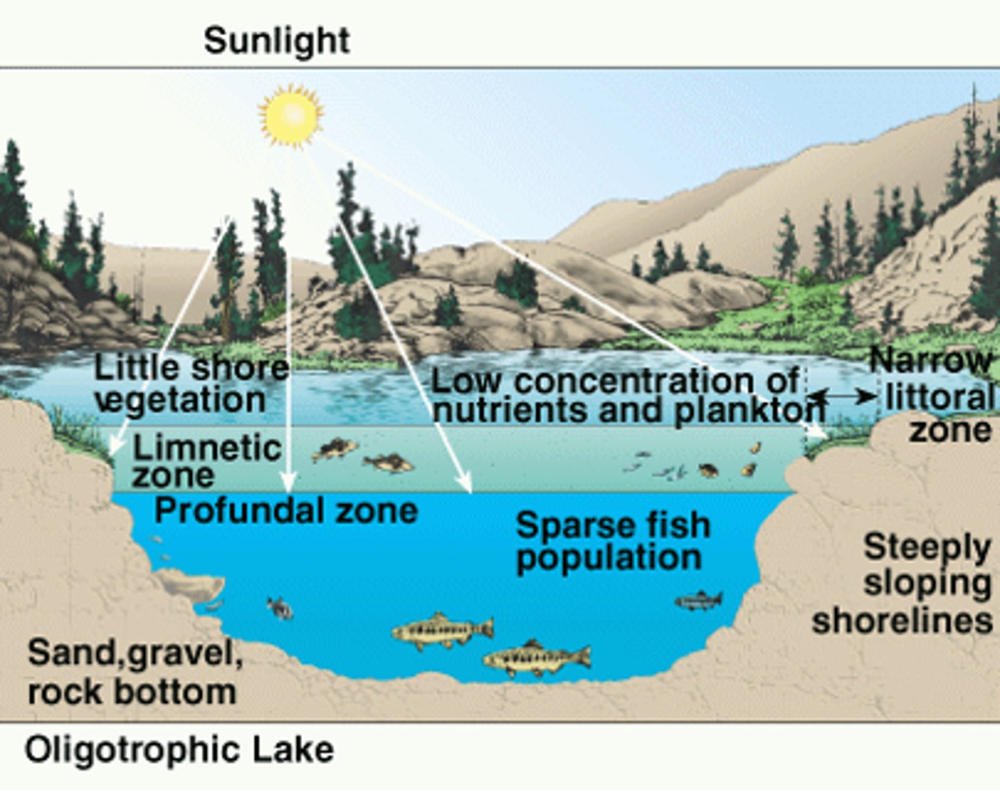 <p>Describes a lake with a low level of phytoplankton due to low amounts of nutrients in the water</p>