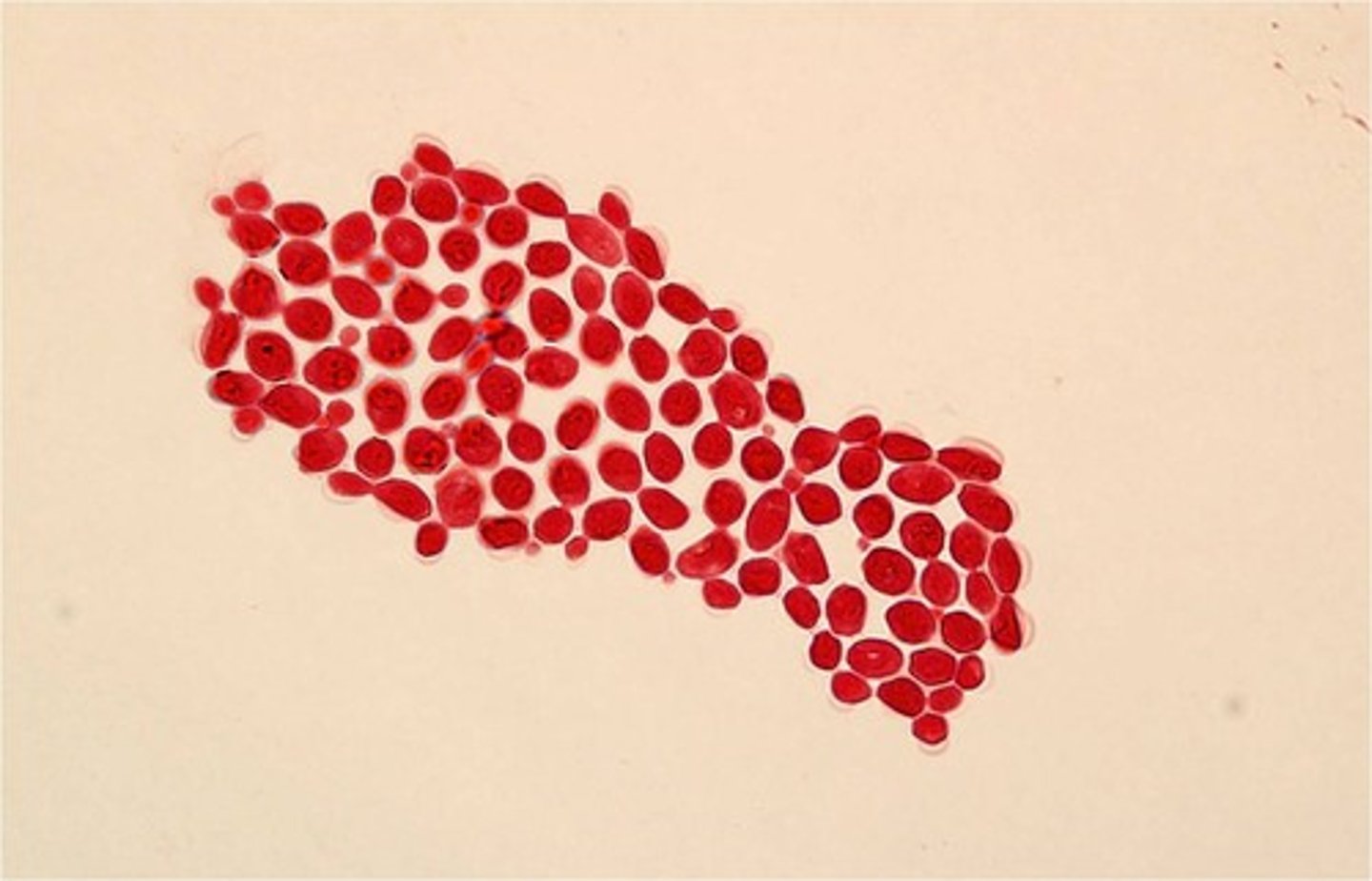 <p>single cell, budding cells are daughter cells</p><p>no sexual reproduction, no spores, o are single cell organisms</p>